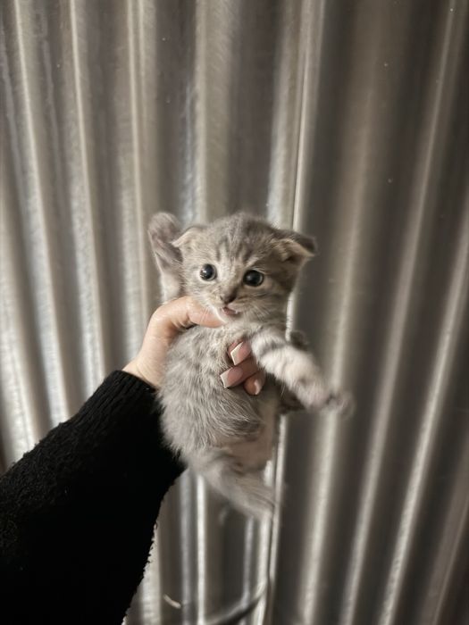 Кошки шотладский