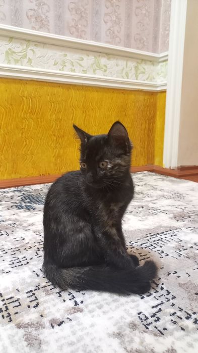 Mushuk hadiyaga beriladi