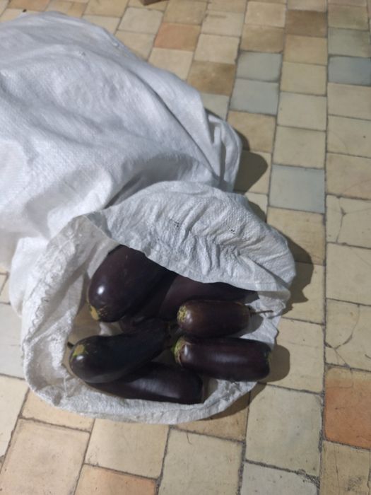 Продам баклажаны