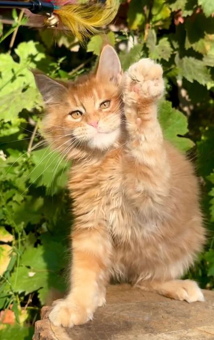 Шикарные котята Мейн Кун