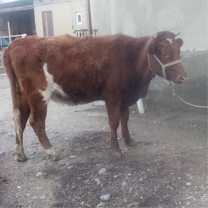 Сиыр сатылады. .