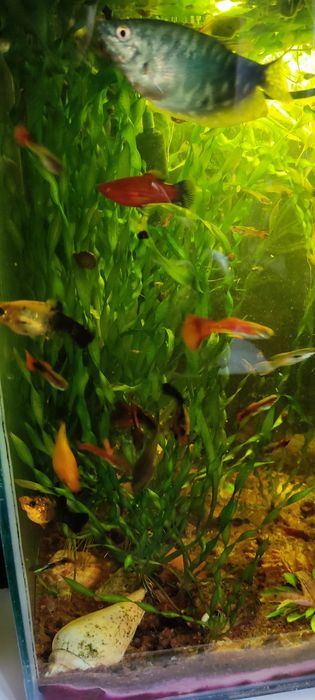 Продаю молодь гуппи