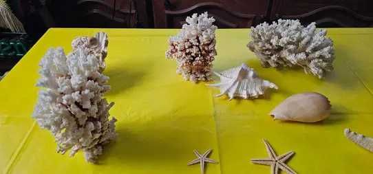 decoratiune acvariu terariu coral scoici decorative