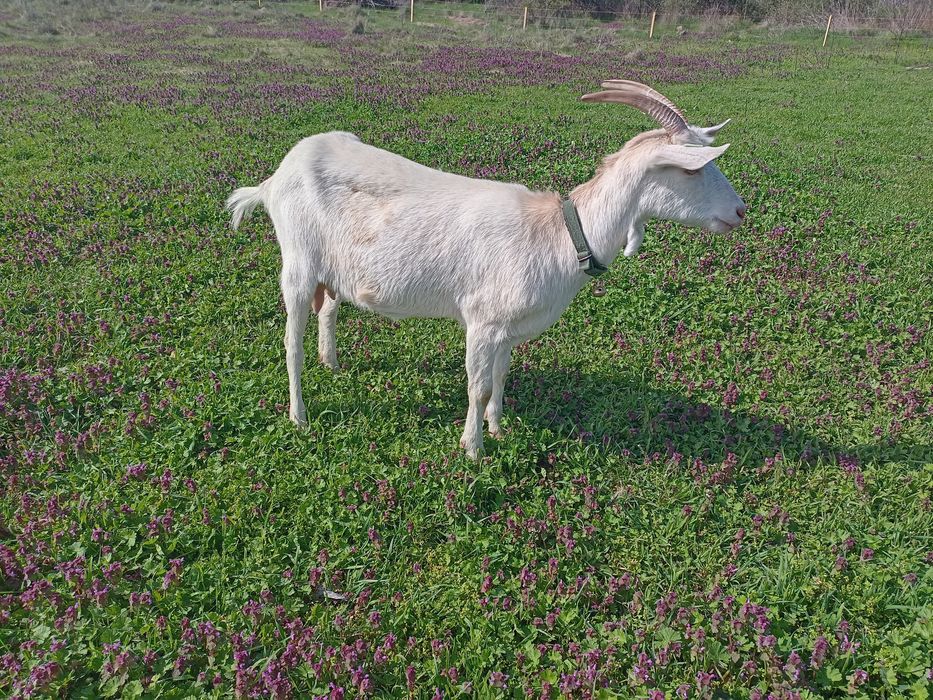 Lapte de capră  Saanen
