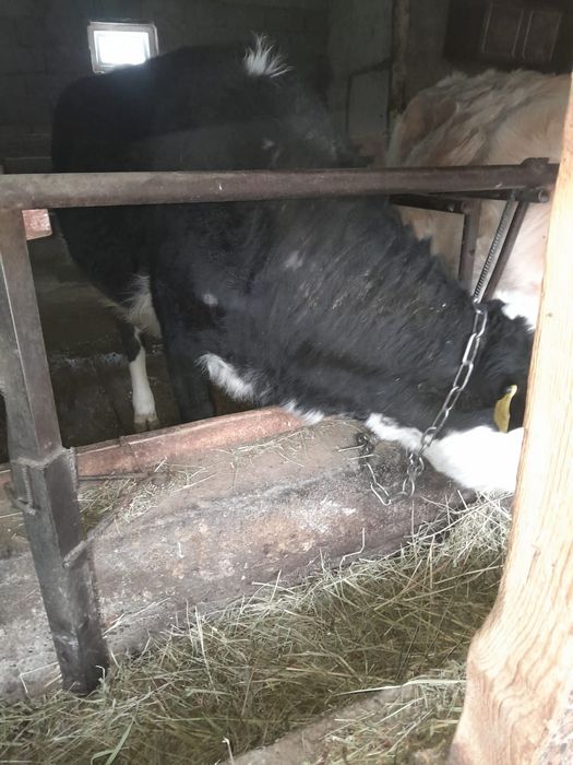 Продаётся  мясной