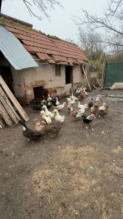 Rate Romanesti  de vanzare