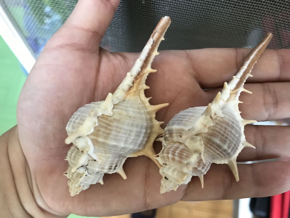 Морские раковины для тепла и уюта в доме