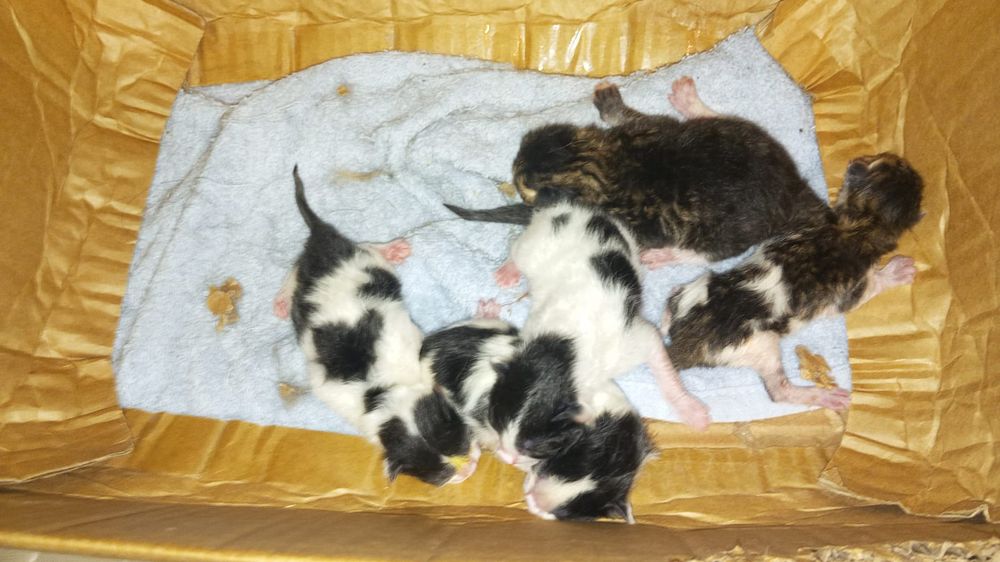 Котята в добрые руки
