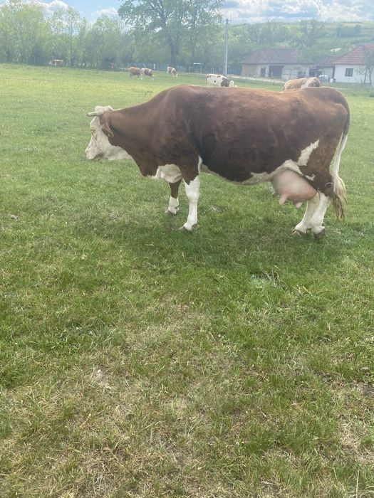 Vaca baltata romaneasca