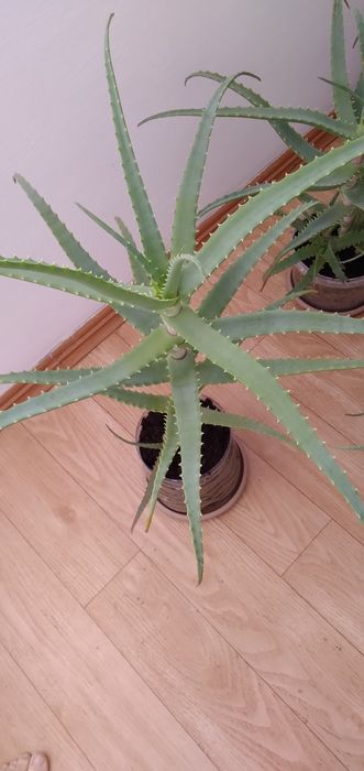 Листья алоэ столетник  5 летний.