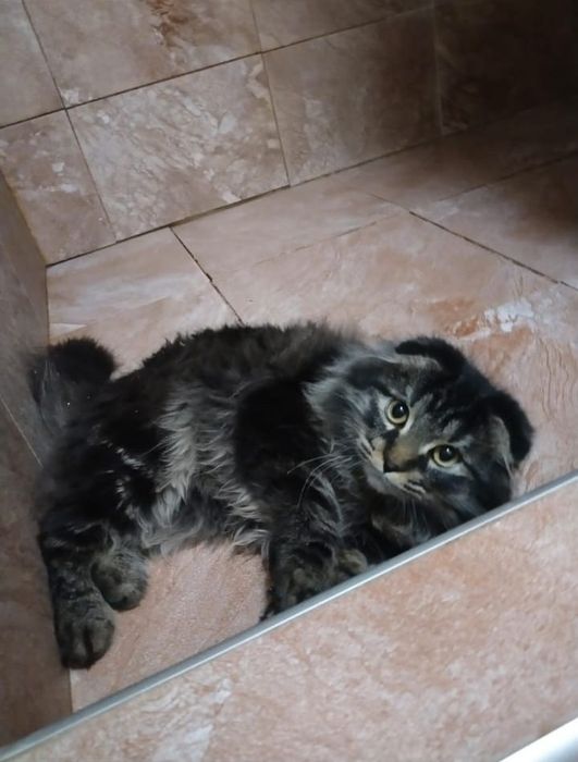 Потерялся кот     .