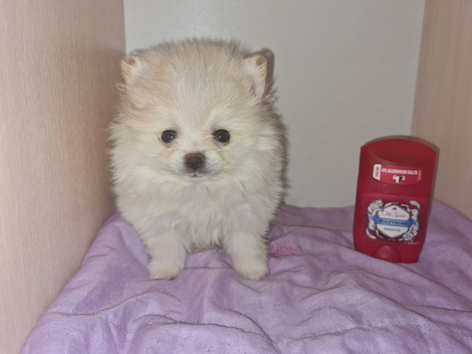 Продам щенков шпица