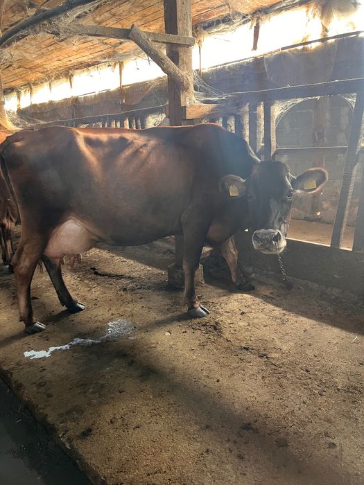 Продавам Крави  3 броя
