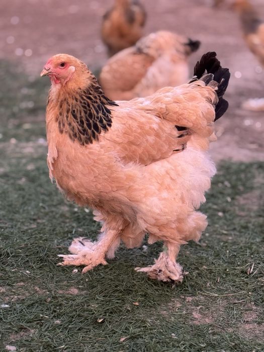 De vanzare puicute si cocosi 2025 - Brahma