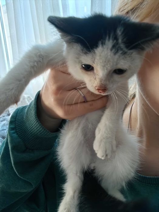 маленький котенок, мальчик
