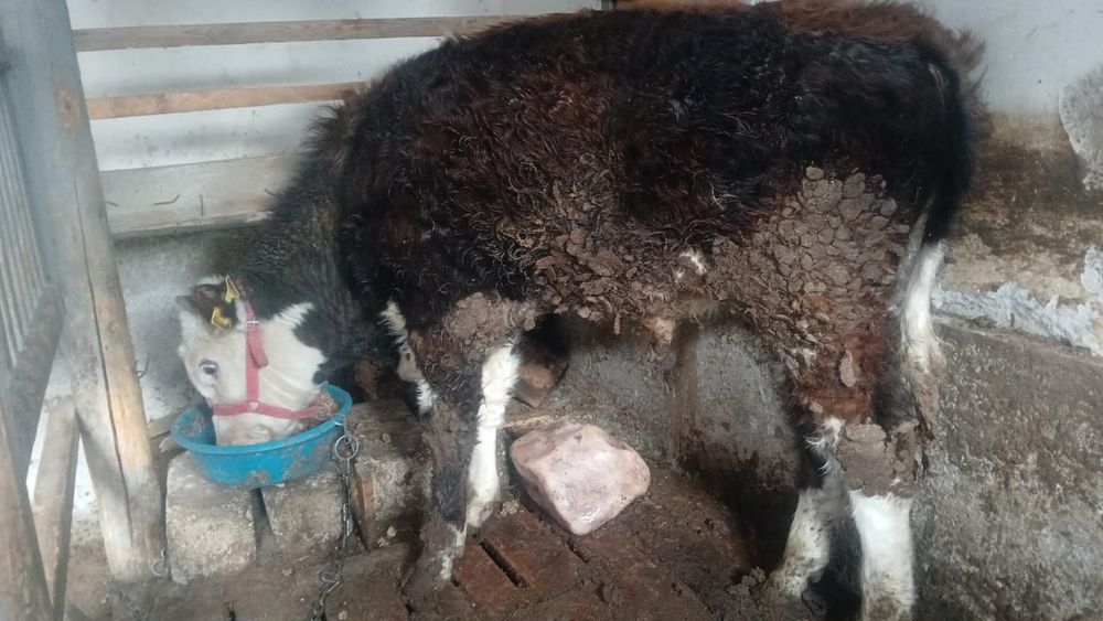 Ақ бас бұзау жемде тұр.