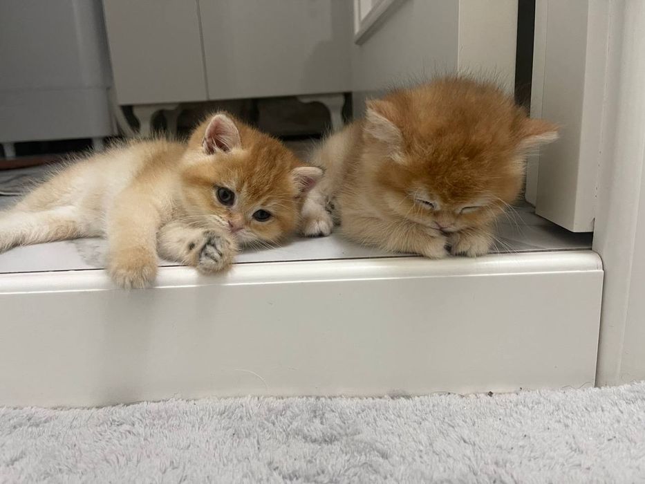 Zalataya shinshila N12