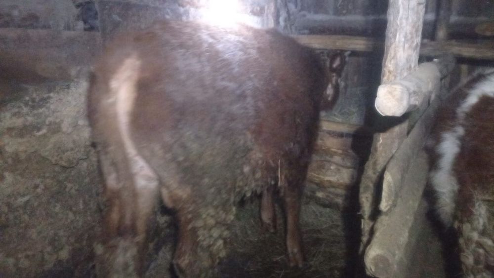 Бұқа сатылады...