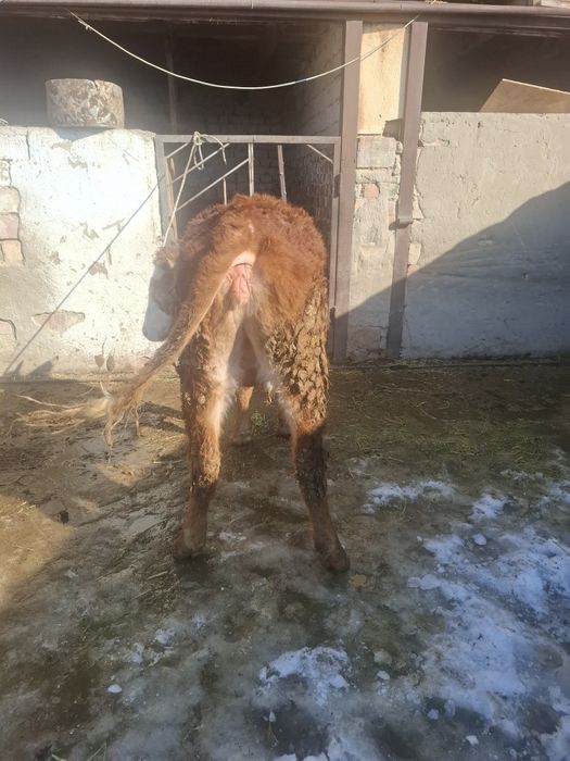 Продам телочку годовалую