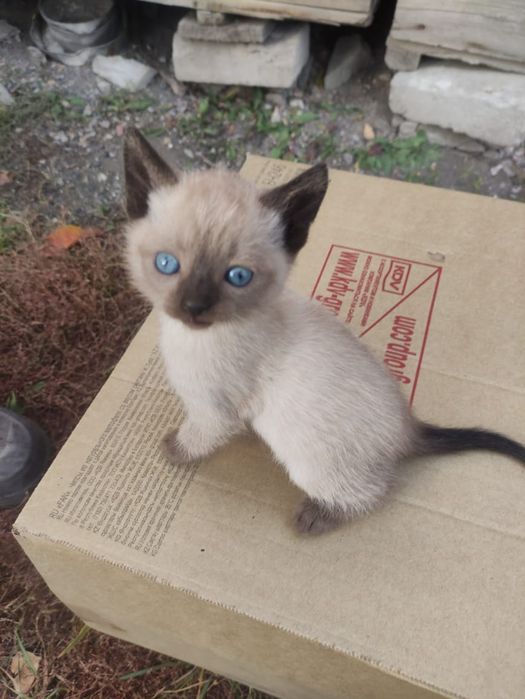 Отдам котят в добрые руки