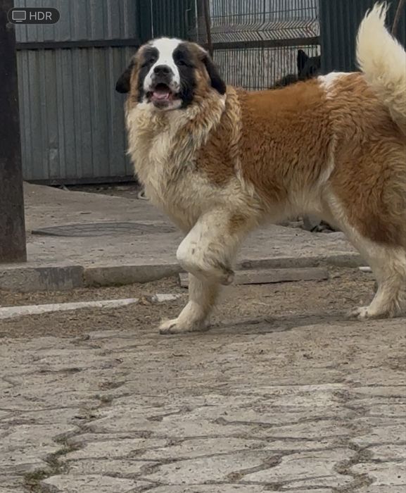 Московская сторожевая.