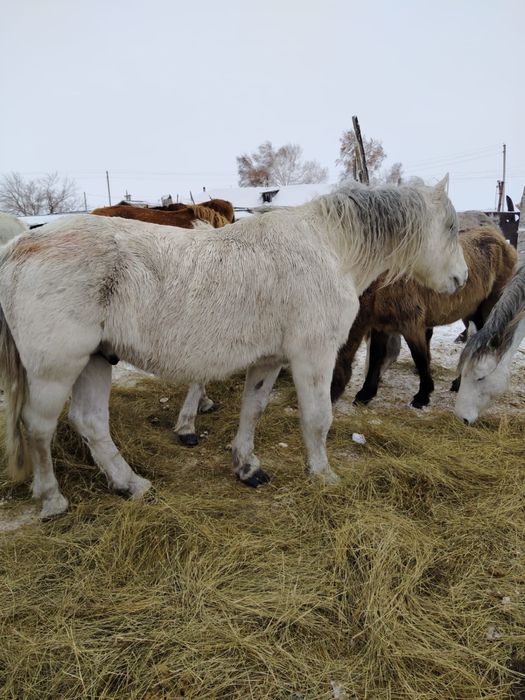 Жеребец першерон 11 лет