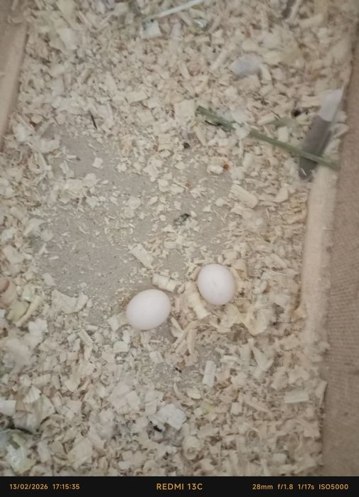 Qushlar valnisti papugay