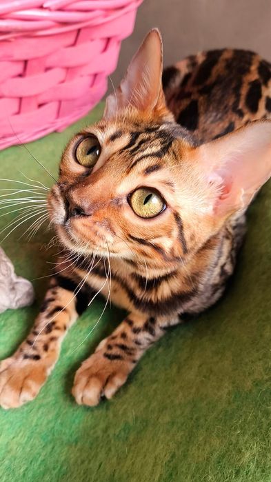 Бенгальская Леопардиха- 3.5 месяца