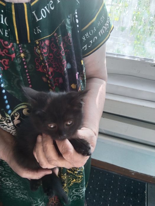 Котята ищут добрых и заботливых хозяев