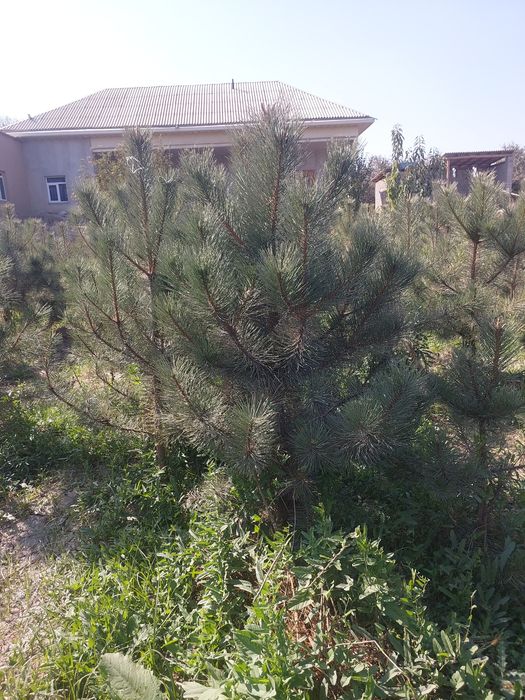 Крымская сосна — с собственного питомника, оптом