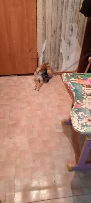 Отдам собаку даром