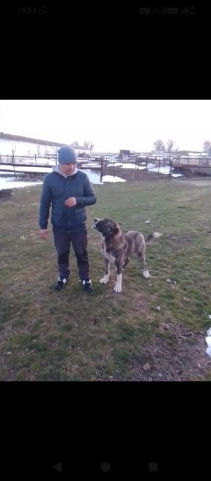 Собака алабай 1-год