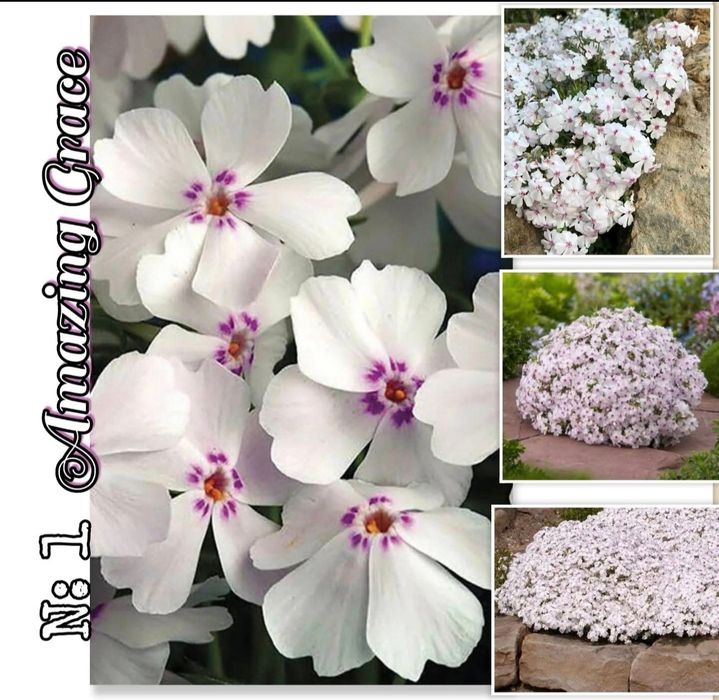 Флокс многогодишен 2.70€