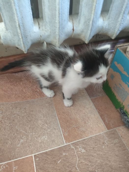 Дарим котят шустрых