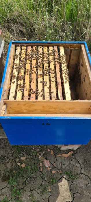 Vand 10 familii albine