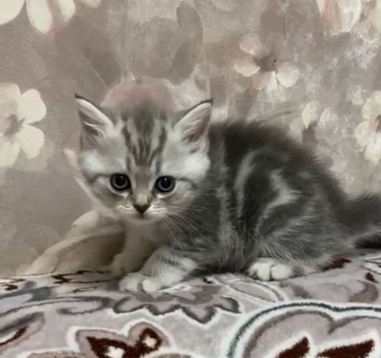 Котик и кОшеЧка шотландские