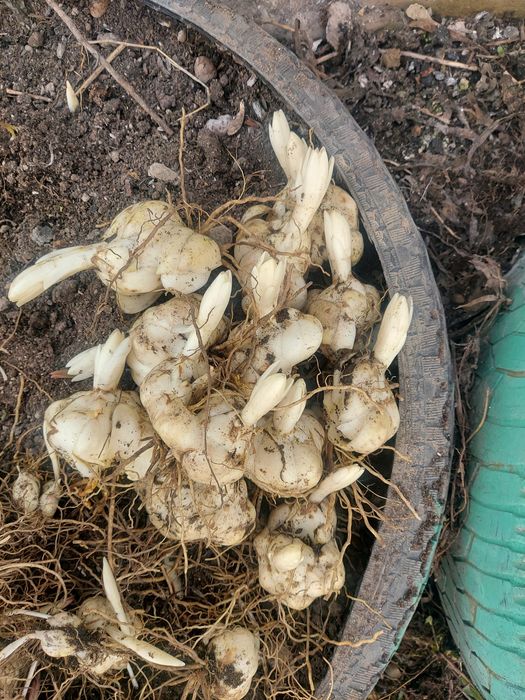 Луковицы лилии,черенки хризантемы.