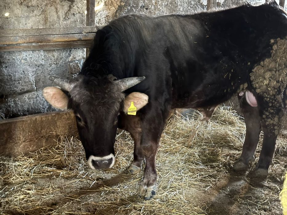 Продам Алатайского быка