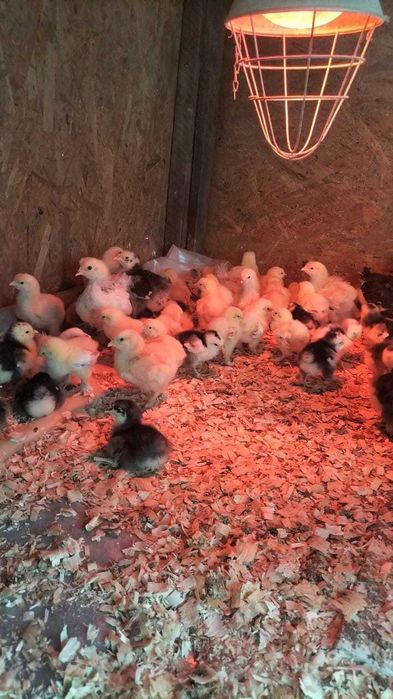 vand pui brahma herminat deschis cochinchina negru, bobat și galben