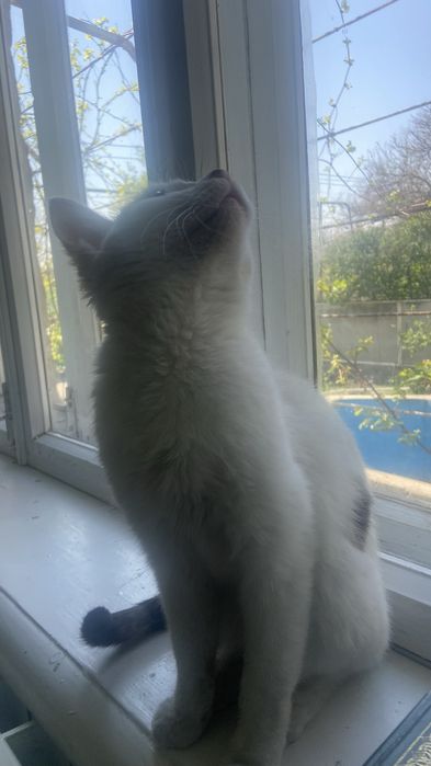 Котенок девочка в добрые руки