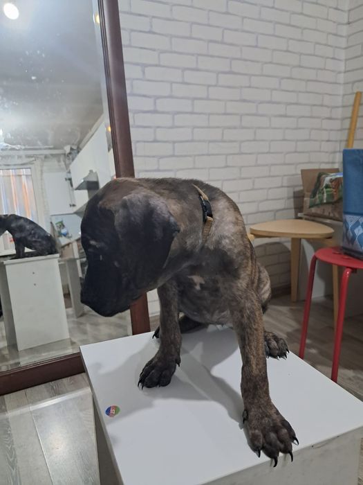 Срочно продам щенка Конэ Корса.