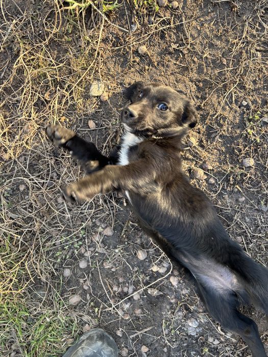 Щенок русский спаниель девочка