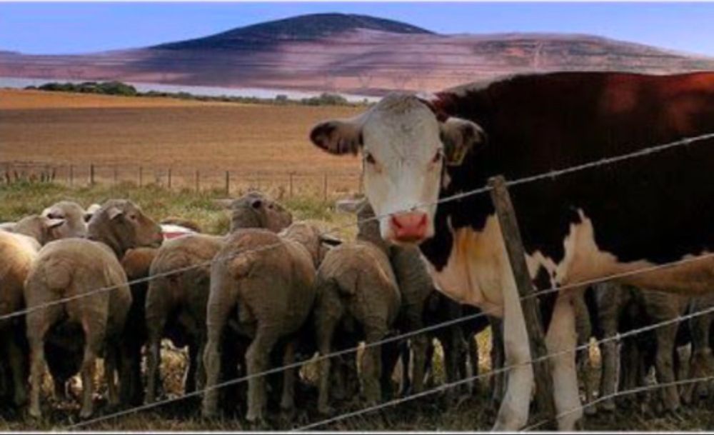Электропастух Электроизгородь КРС Телят Лошадей овца