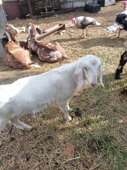 Iezi metis angonubieni de vanzare