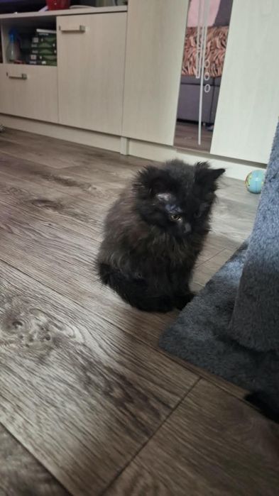 Отдам котёнка мальчика в добрые руки