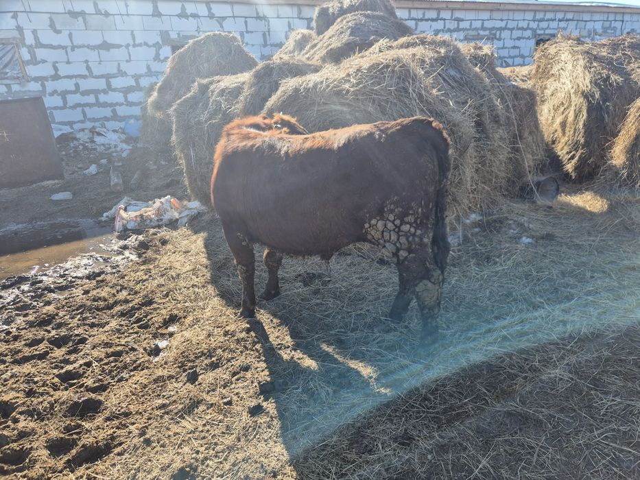 Продам бычок 1 год