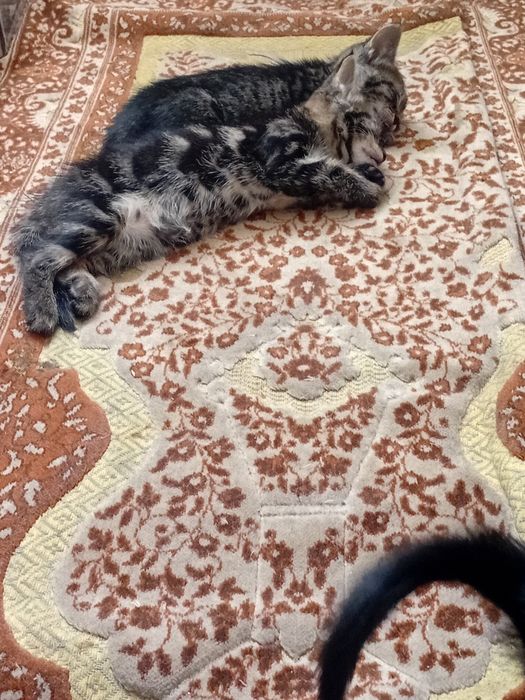 Отдам котят в добрые руки
