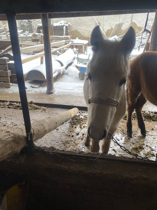 Еркек жабагы сатылады