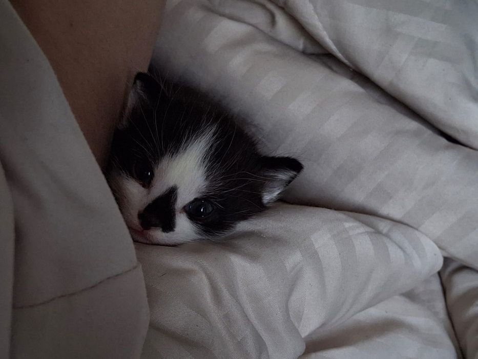 Отдам котёнка в добрые руки