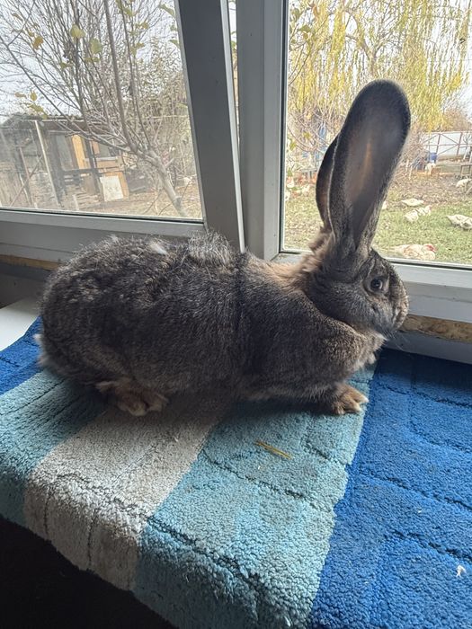 Vand iepuri Urias German